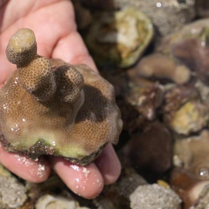 To restore reefs dying in warming seas, UAE turns to coral nurseries